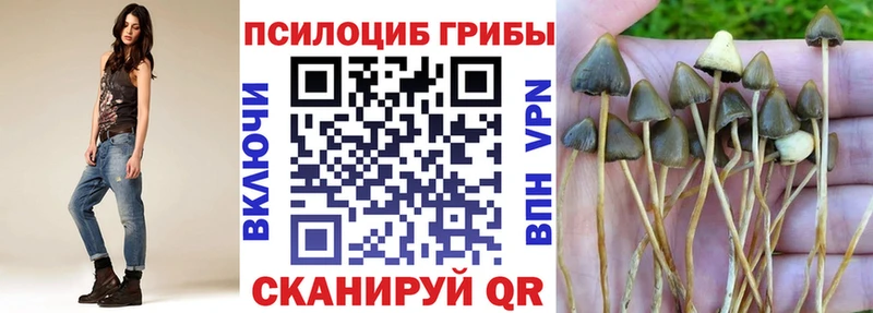 Галлюциногенные грибы Psilocybine cubensis  Северодвинск 